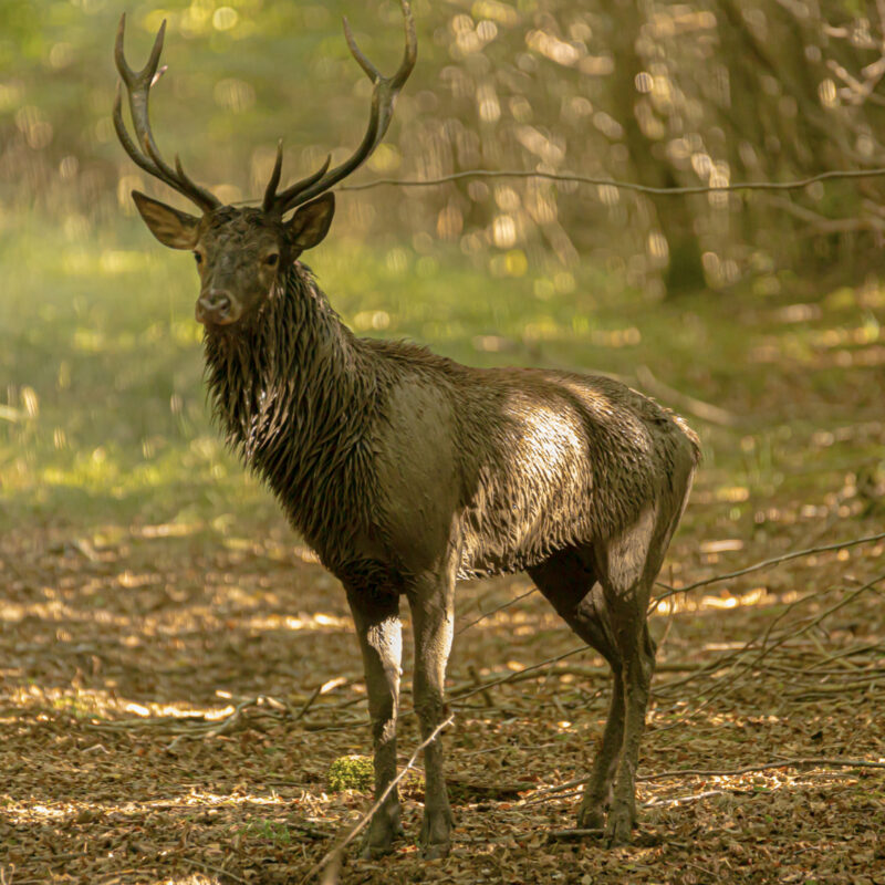 Cerfs