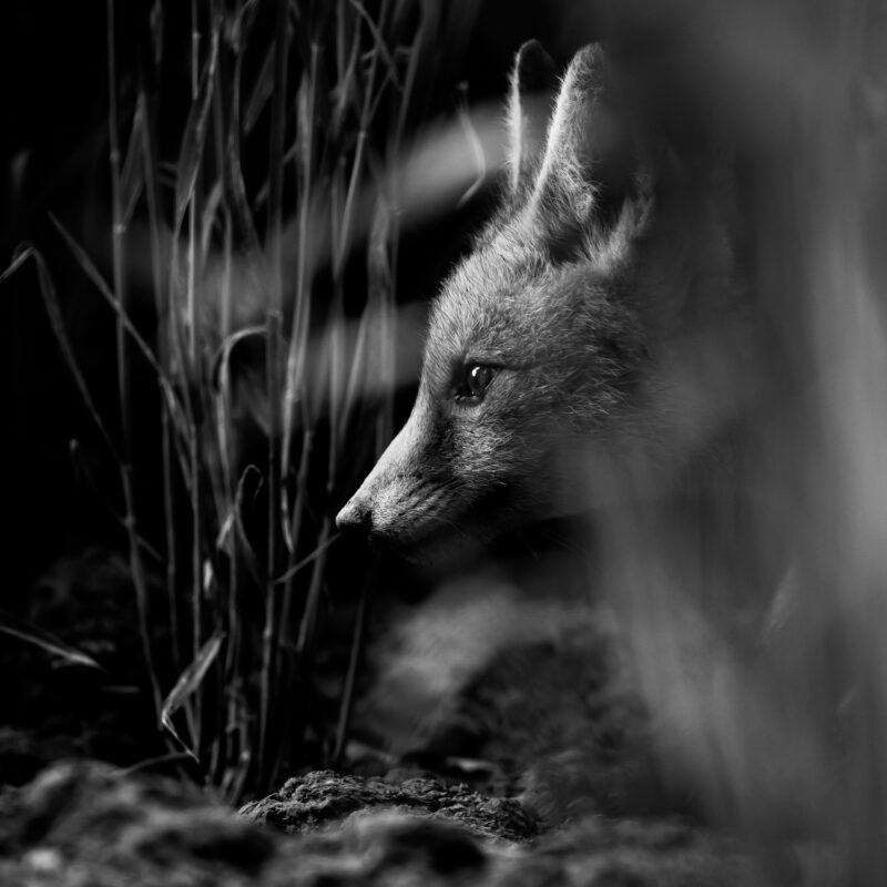 Noir et Blanc