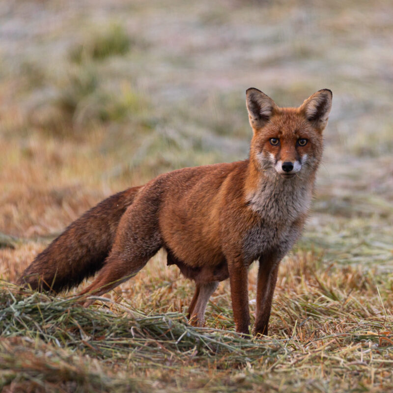 Renards