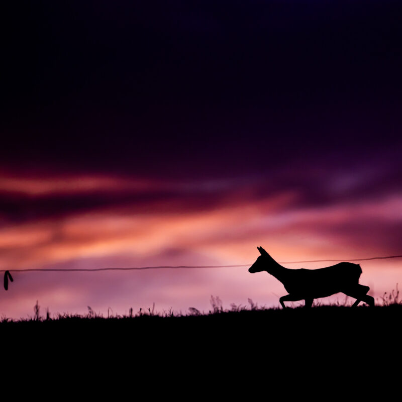 Contre jour